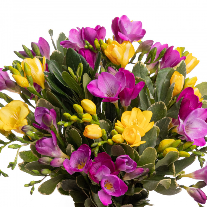 Buchet frezii colorate Vivid Love – imaginea 2