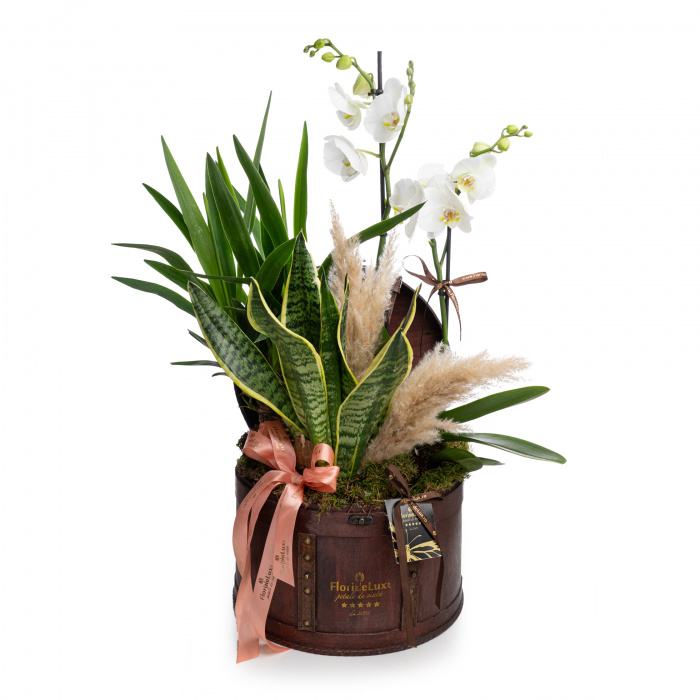 Aranjament cu plante in cufar – imaginea 1