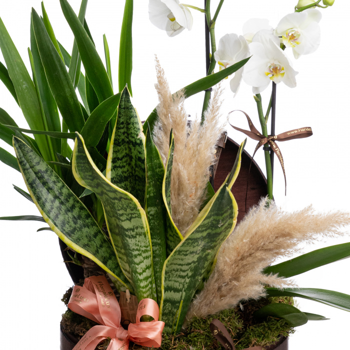 Aranjament cu plante in cufar – imaginea 2