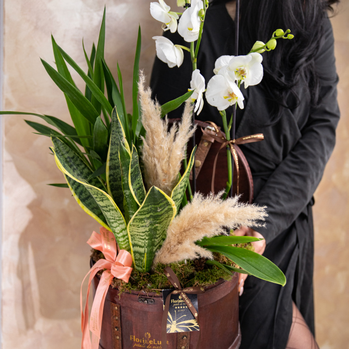 Aranjament cu plante in cufar – imaginea 3
