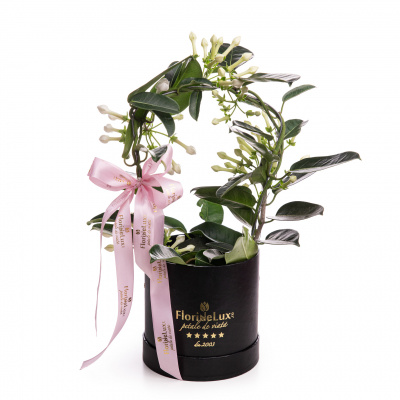 Planta Stephanotis (Iasomie de Madagascar) in cutie cadou