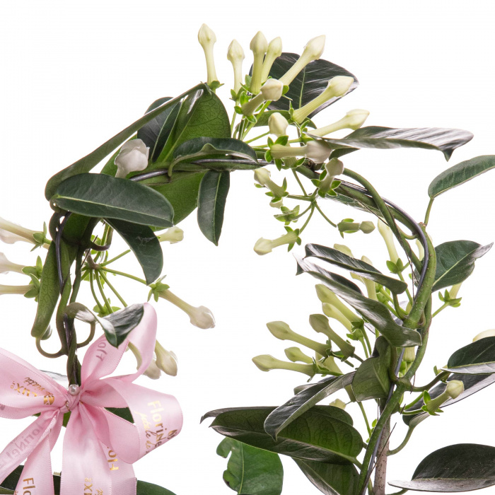 Planta Stephanotis (Iasomie de Madagascar) in cutie cadou – imaginea 2