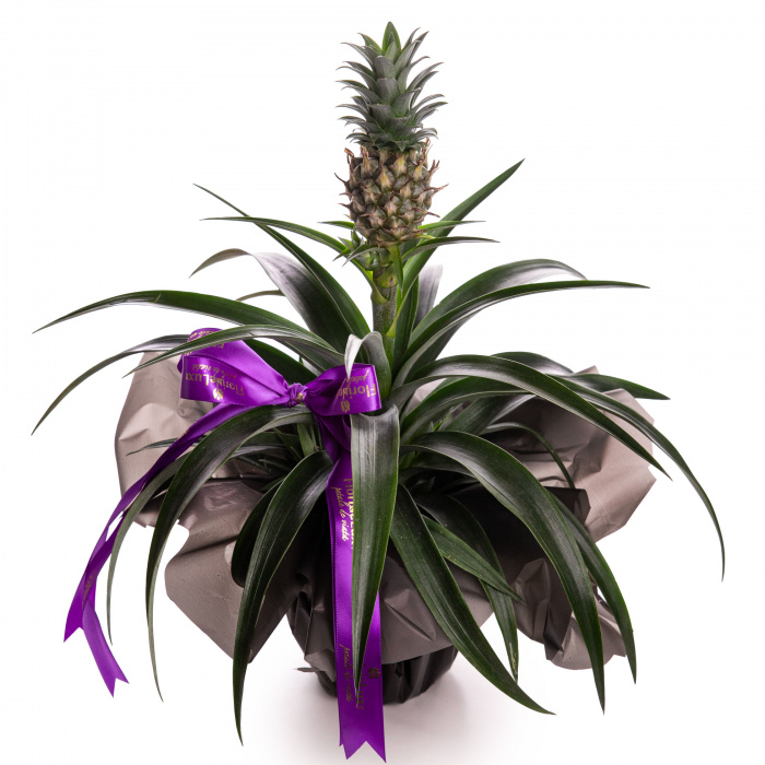 Ananas decorativ cadou – imaginea 1