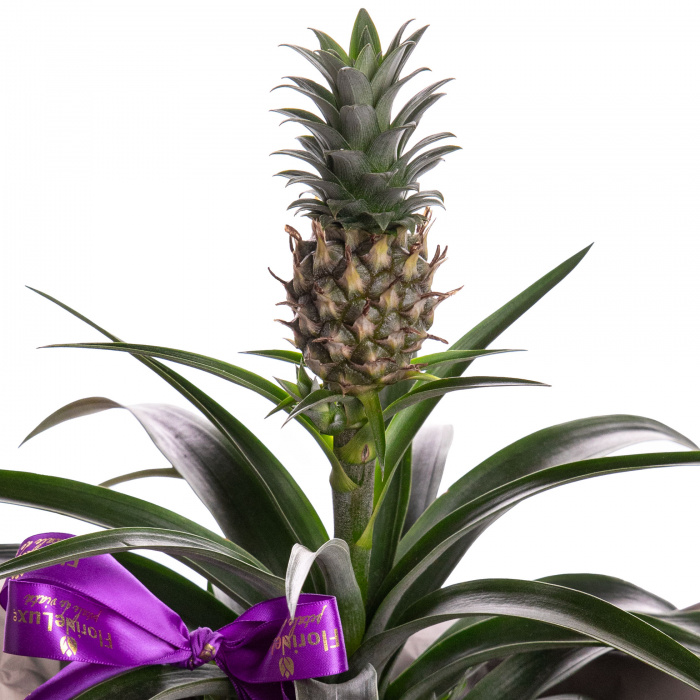 Ananas decorativ cadou – imaginea 2