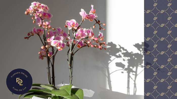 Aranjamente florale care aduc bucurie si noroc in noul an 2025