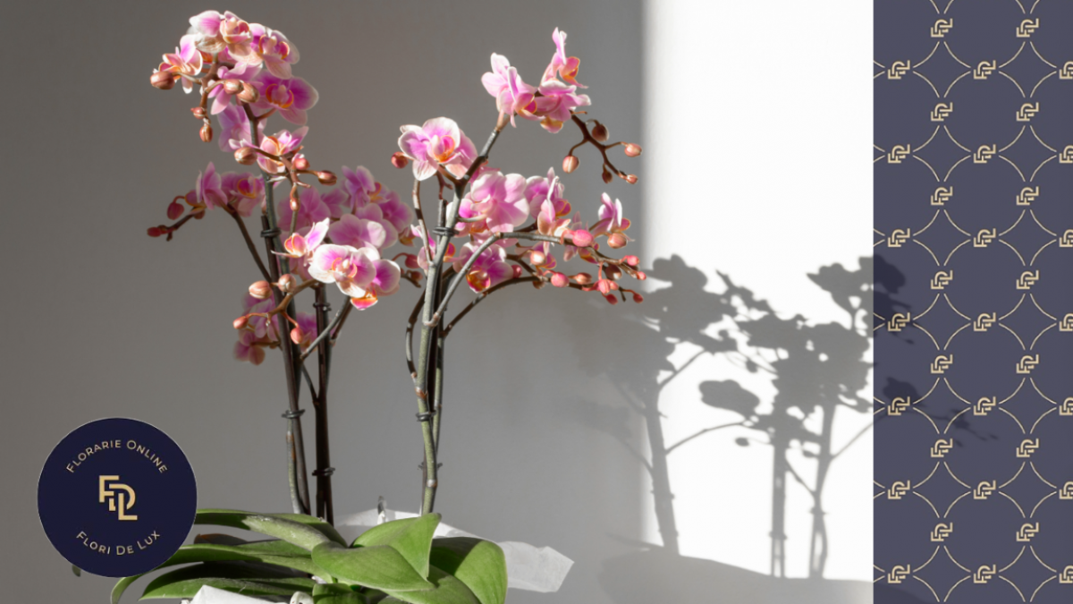 Aranjamente florale care aduc bucurie si noroc in noul an 2025