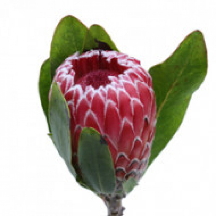 Protea – imaginea 1