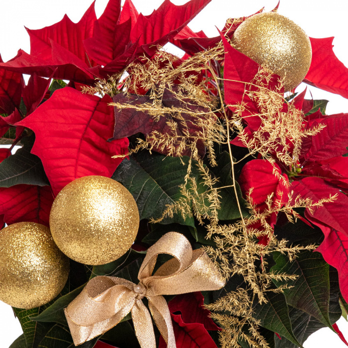 Aranjament Craciunita aurita