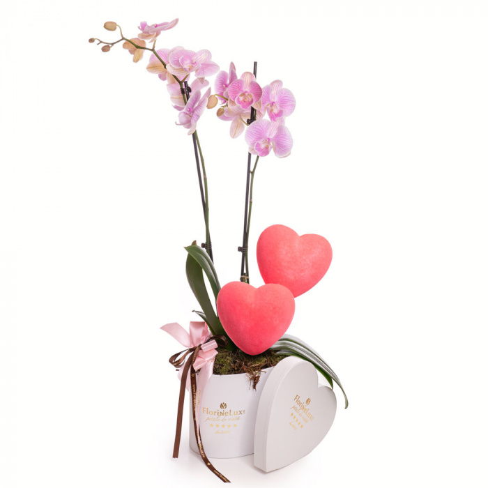 Orhidee delicata – imaginea 1