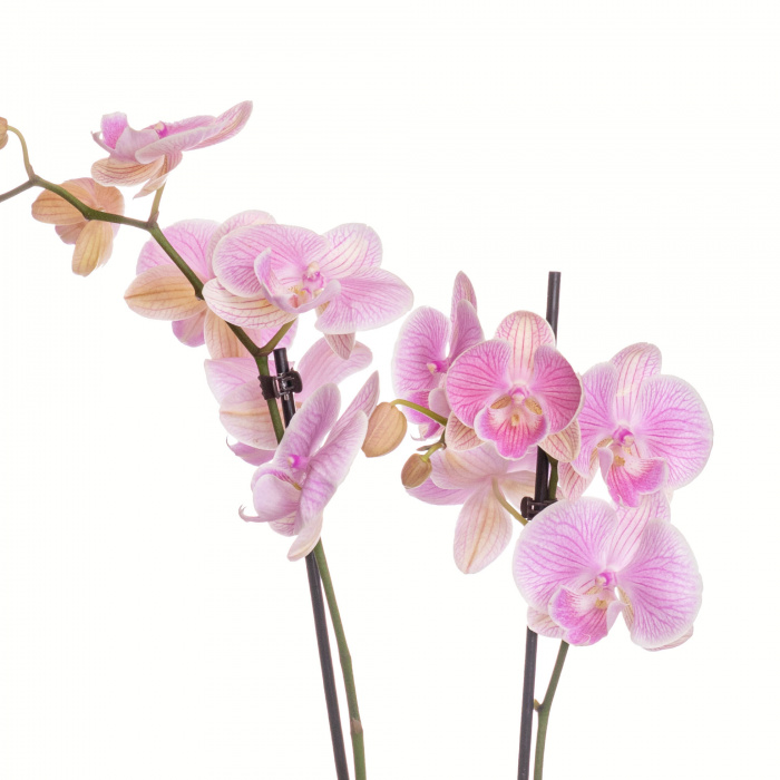 Orhidee delicata – imaginea 2