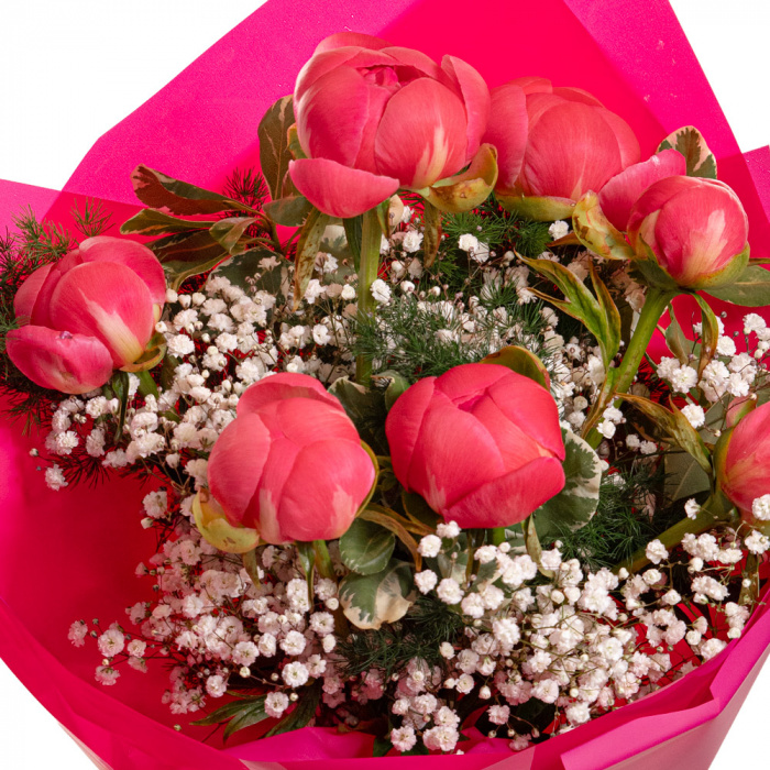 Detaliu de aproape cu florile din Buchet cu bujori 'Coral Kiss', varianta Premium, compus din 7 bujori corai, 3 gypsophila, 3 asparagus umbelatus si 1 pittosporum.