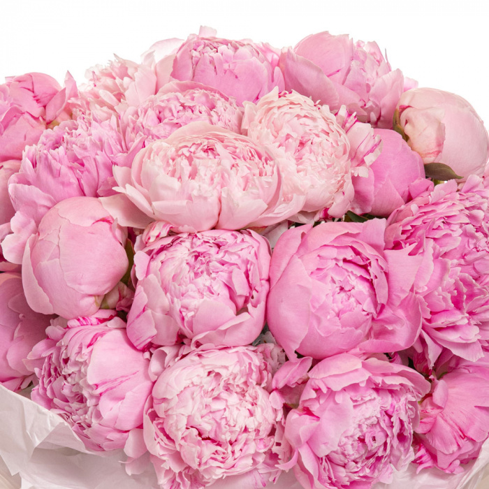 Detaliu de aproape cu florile din Buchet cu bujori 'Pink Cloud', varianta Premium, compus din 27 bujori roz