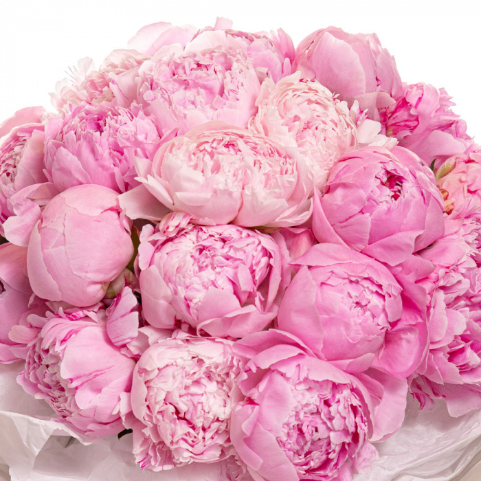 Detaliu de aproape cu florile din Buchet cu bujori 'Pink Cloud', varianta Deluxe, compus din 25 bujori roz